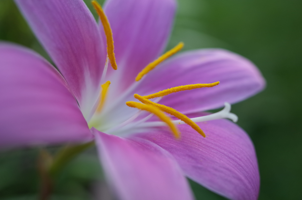 R0353721　華やぐ