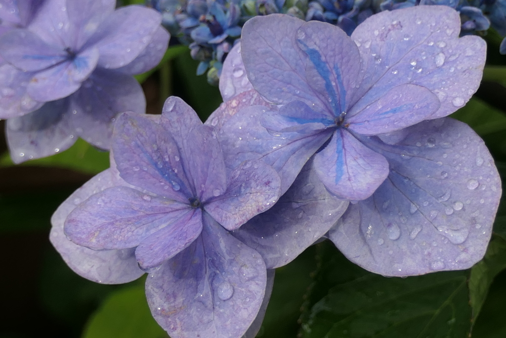 P1046244　梅雨の日に