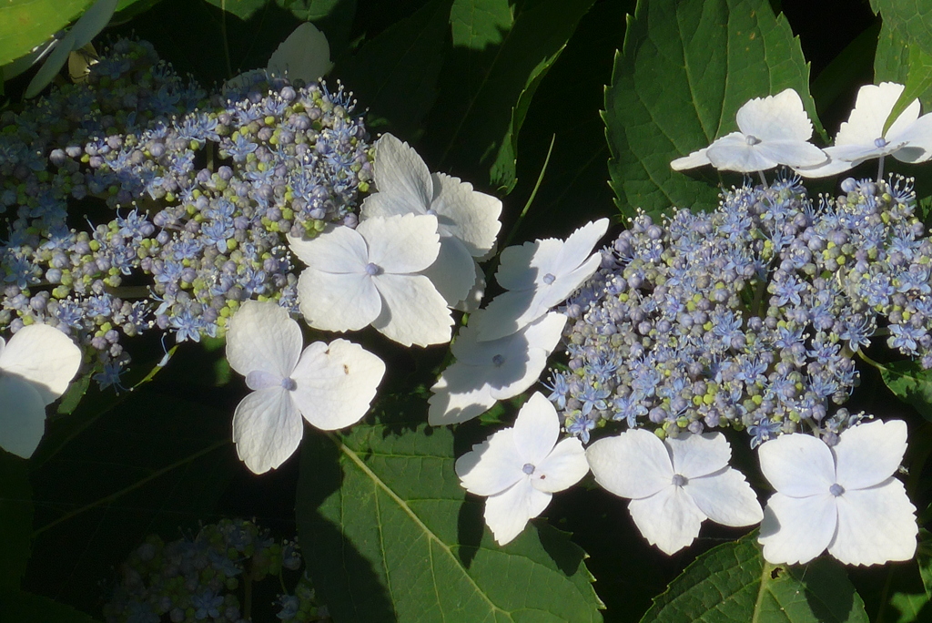 P1270441　アジサイ