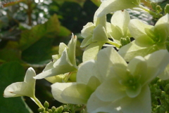 P1090518　朝の光に…