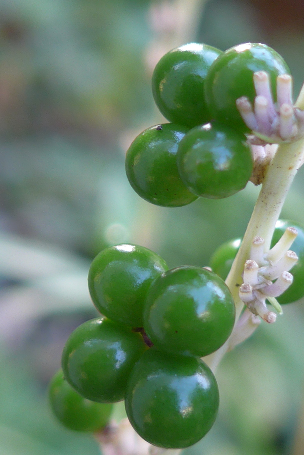 P1390257　ジュエリー