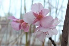 P1250828 (2)　春の訪れ