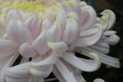 P1069475　菊