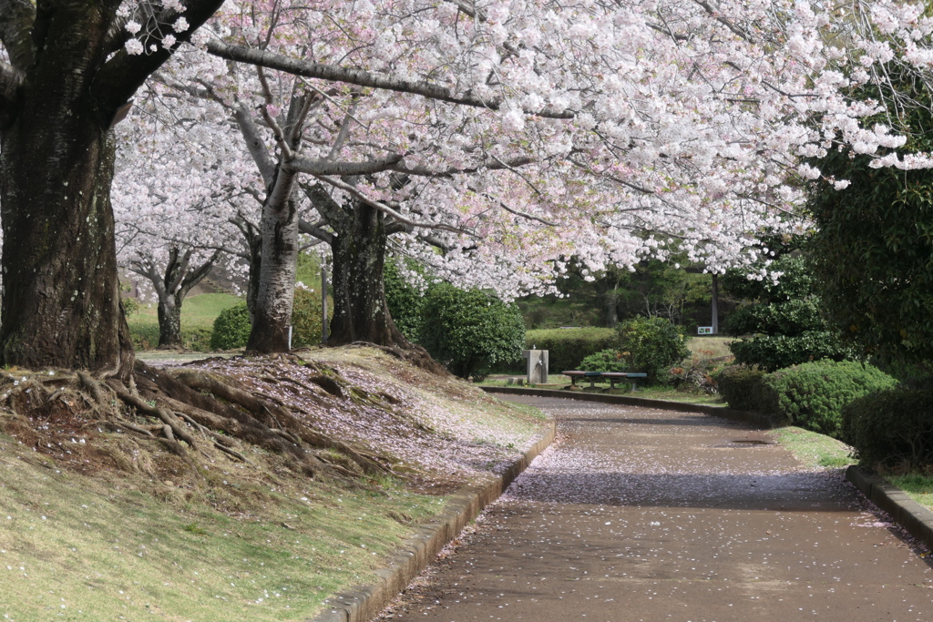 P1057941　桜咲く公園