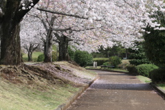 P1057941　桜咲く公園
