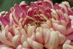 P1069467　菊