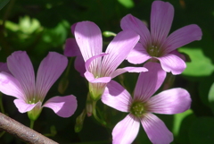 P1220171　つつましく