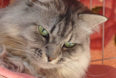 P1130205　ねこさん