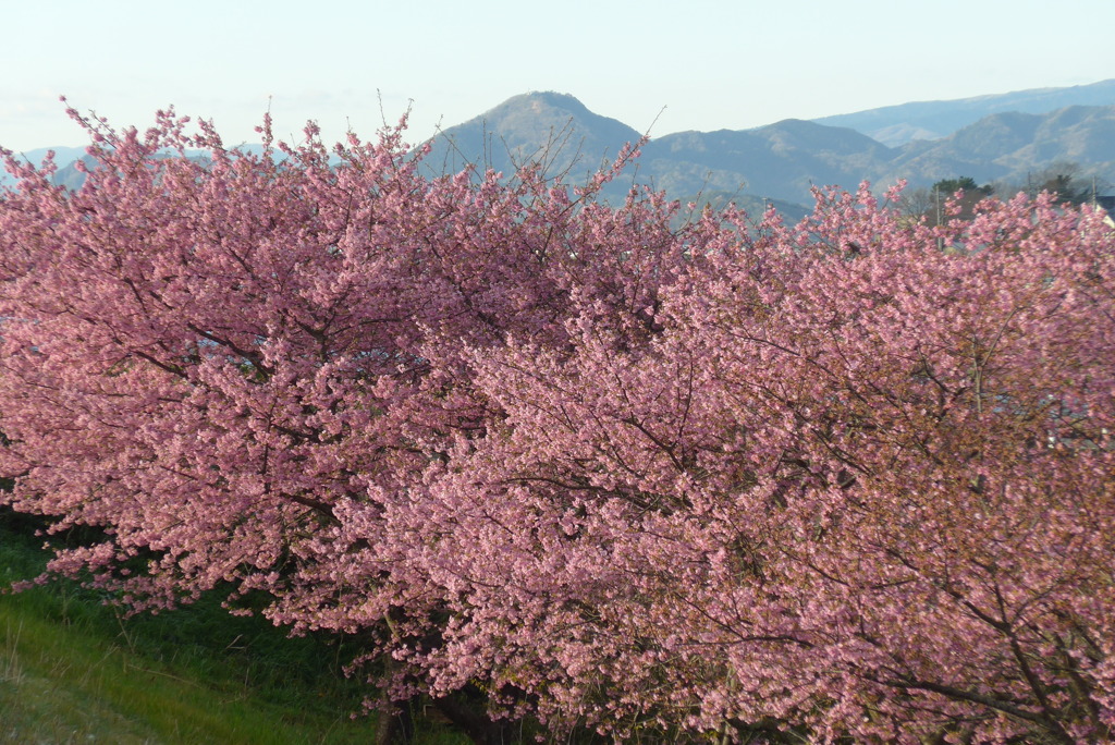 P1200343　一足お先の春爛漫