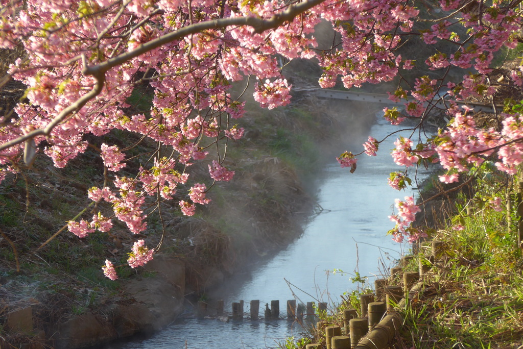 P1200332　清流と河津桜