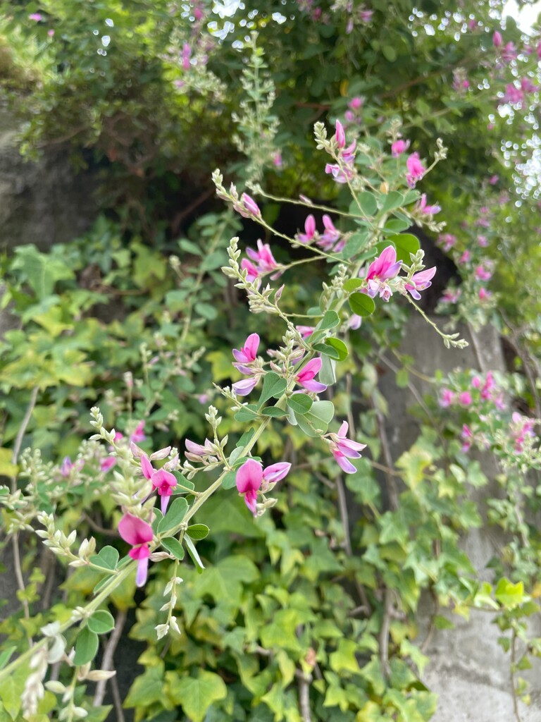 IMG_0219　萩