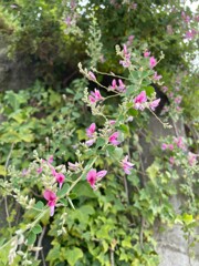 IMG_0219　萩