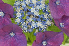 P1080450　紫陽花