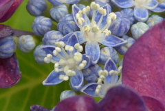 P1300546　紫陽花の花