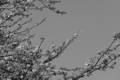 P1210417　青空と桜