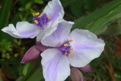 P1220051　ムラサキツユクサ