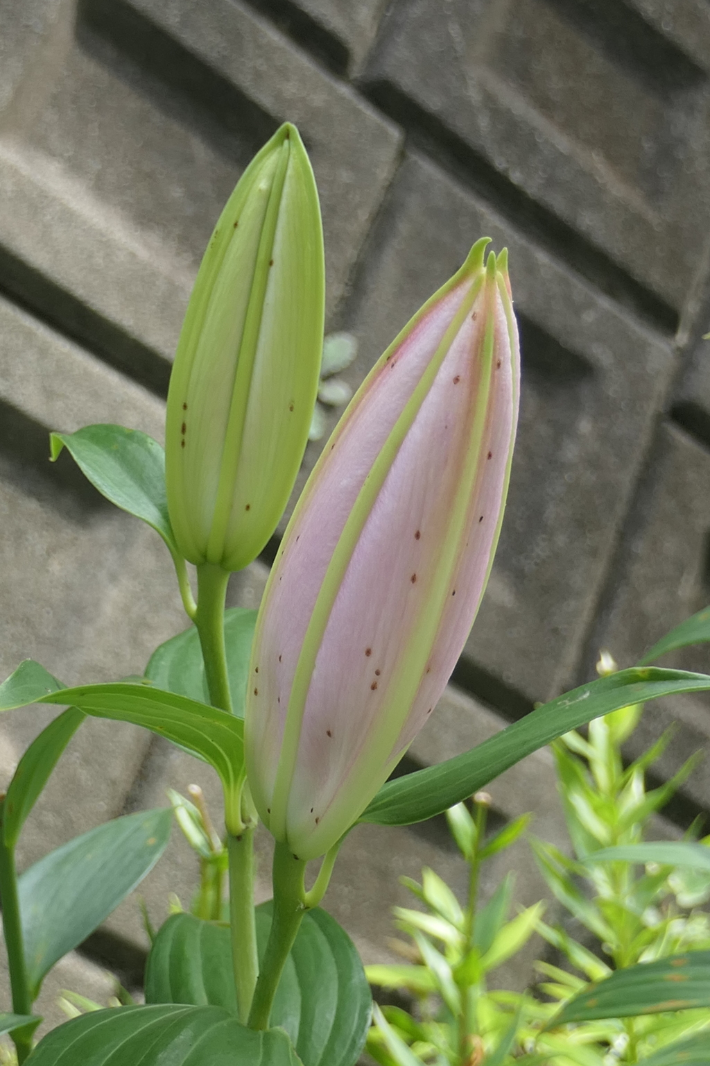 P1046492　ふっくら～♪