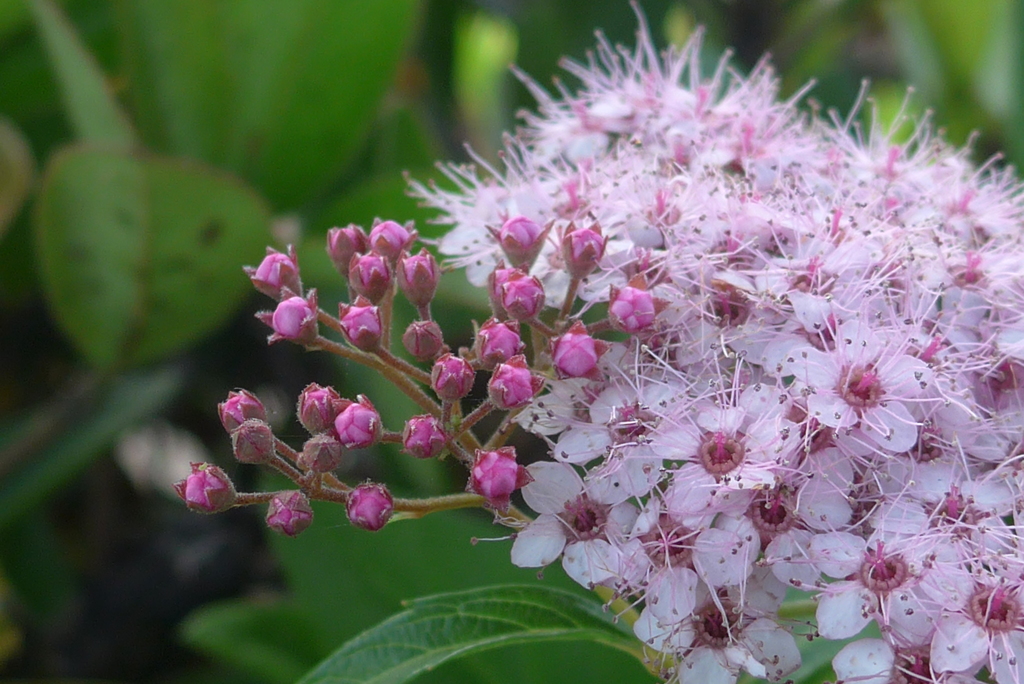 P1160027　シモツケソウ
