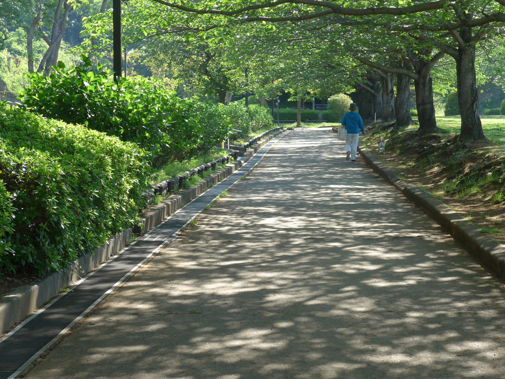 P1150574　木漏れ日