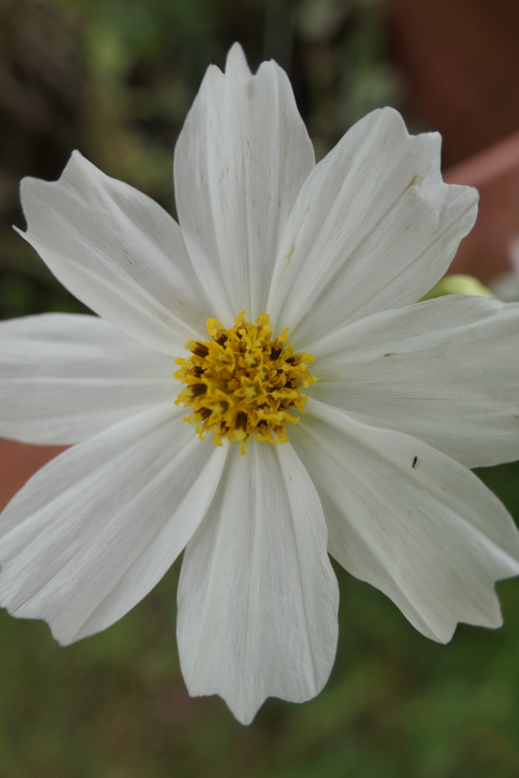 P1080851　コスモス