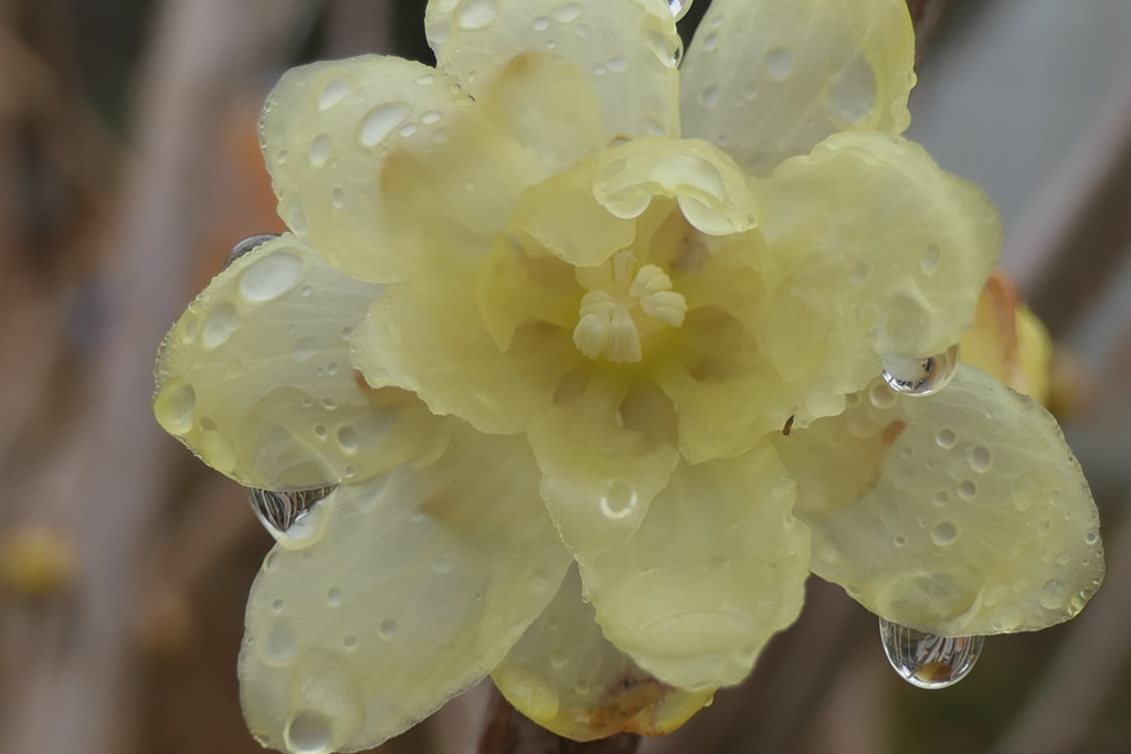 P1034964　雨上がりに