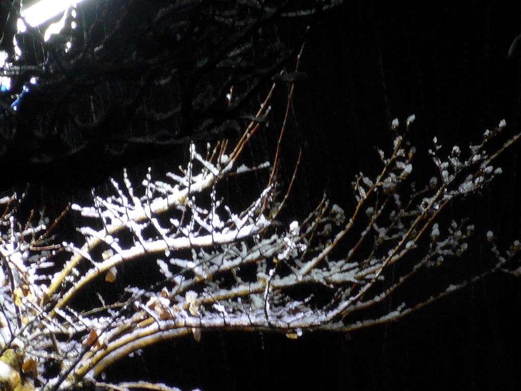 P1070075　雪が降りました…。