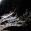 P1070075　雪が降りました…。