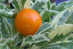 P1110621　サマーサンゴ