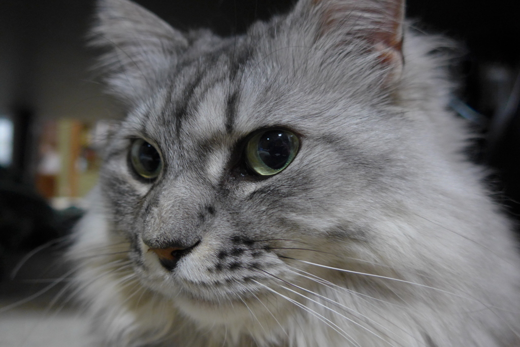 P1080916　ねこさん