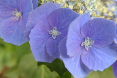 P1100286　アジサイ