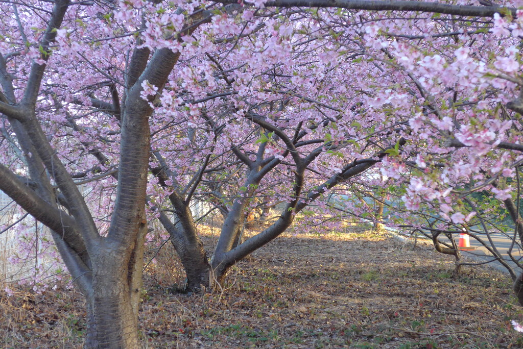 P1260092　河津桜