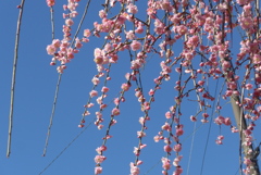 P1370478　しだれ梅