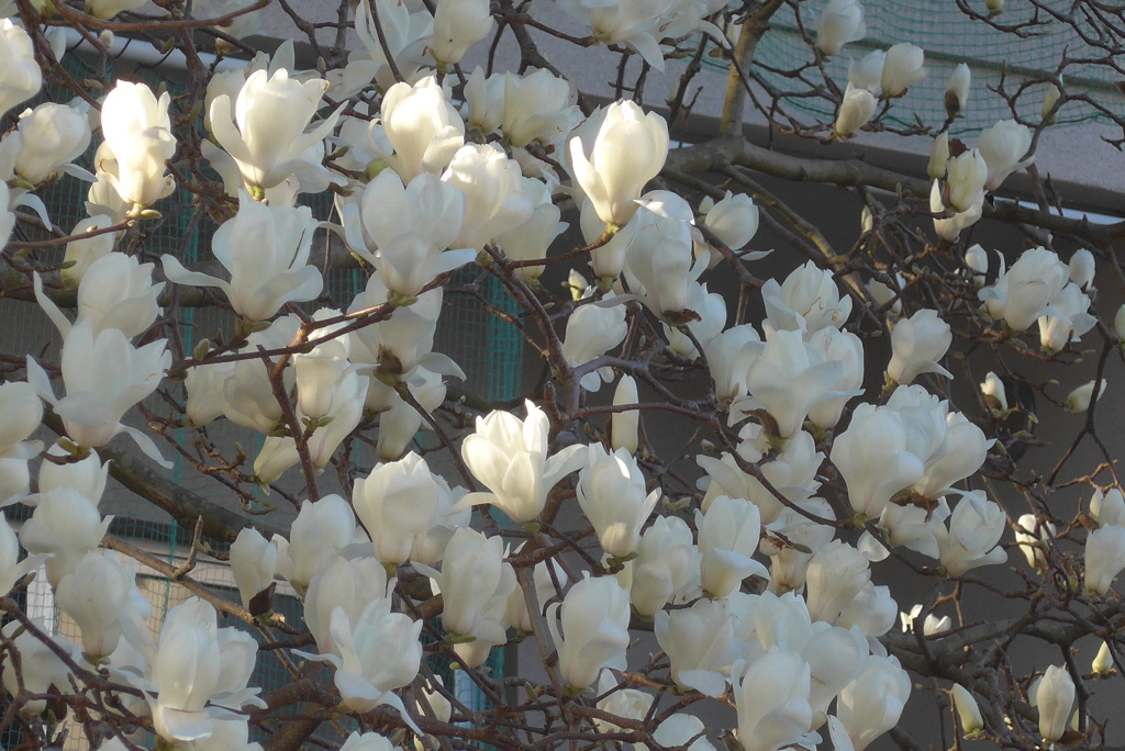 P1200834　木漏れ日に…♪