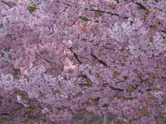 P1140018　春爛漫♪