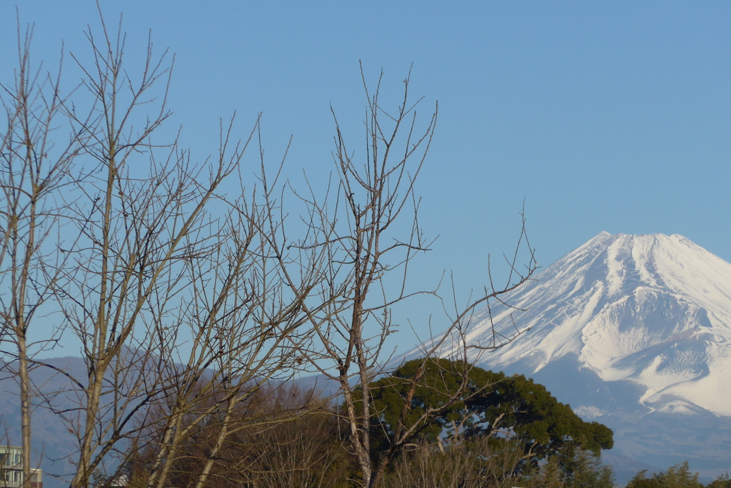 P1290245　2月1日 今朝の富士山