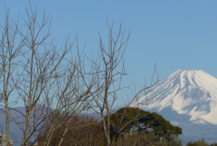 P1290245　2月1日 今朝の富士山