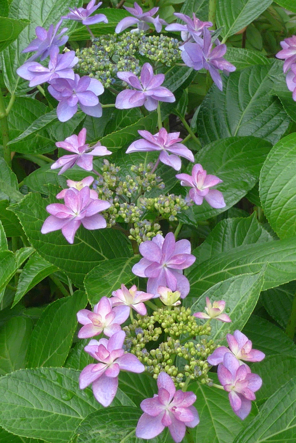 P1300524　ダンスパーティー