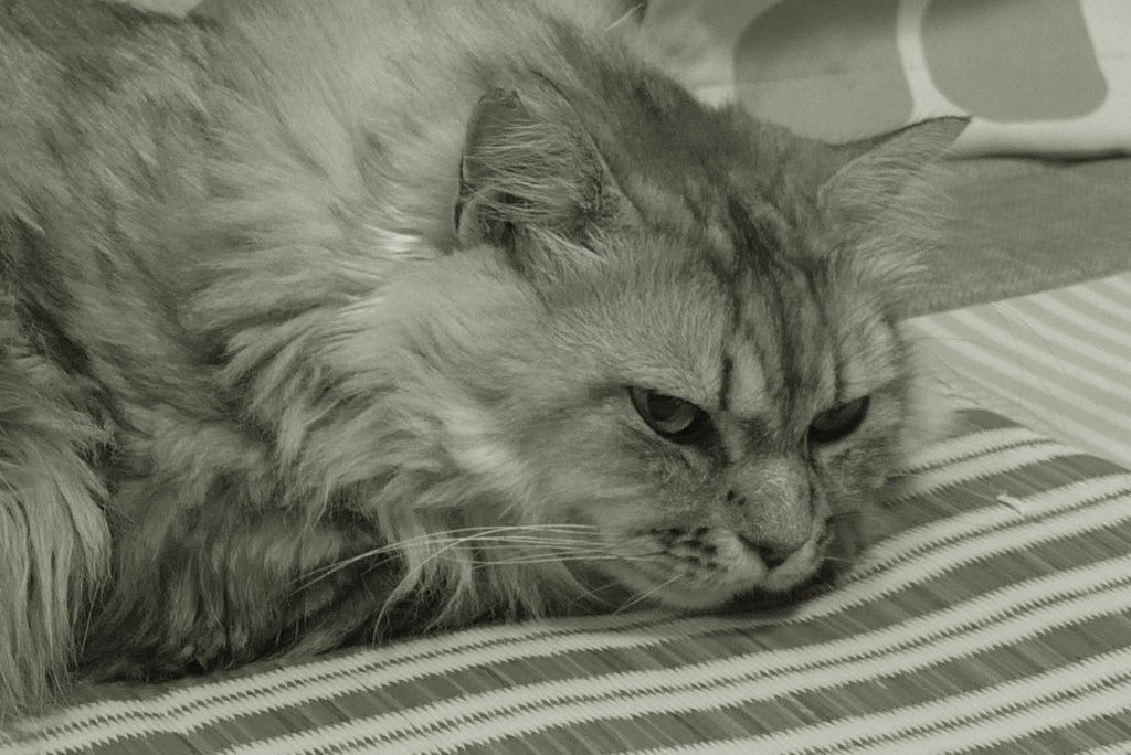 P1100170　ねこさん