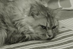 P1100170　ねこさん