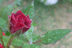P1090183　雨上がりに…