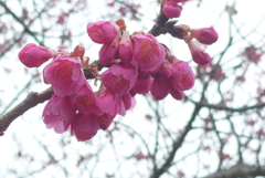 P1320209　寒緋桜