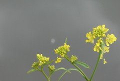P1200198　菜の花