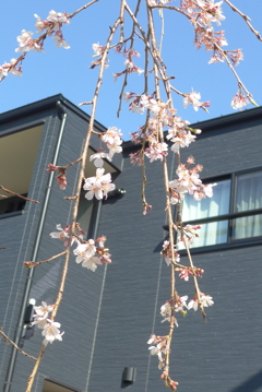P1380010　しだれ桜