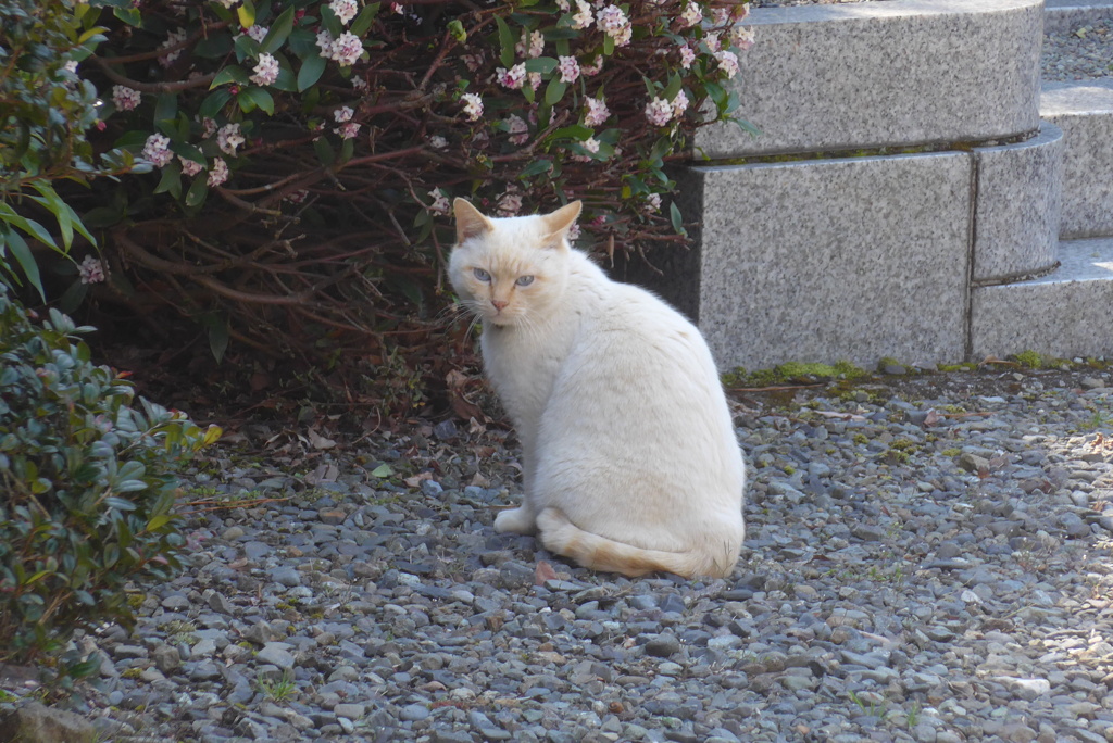 P1350136　ある霊園のニャン