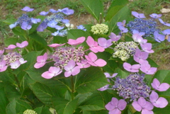 P1230639　カラフル～♪