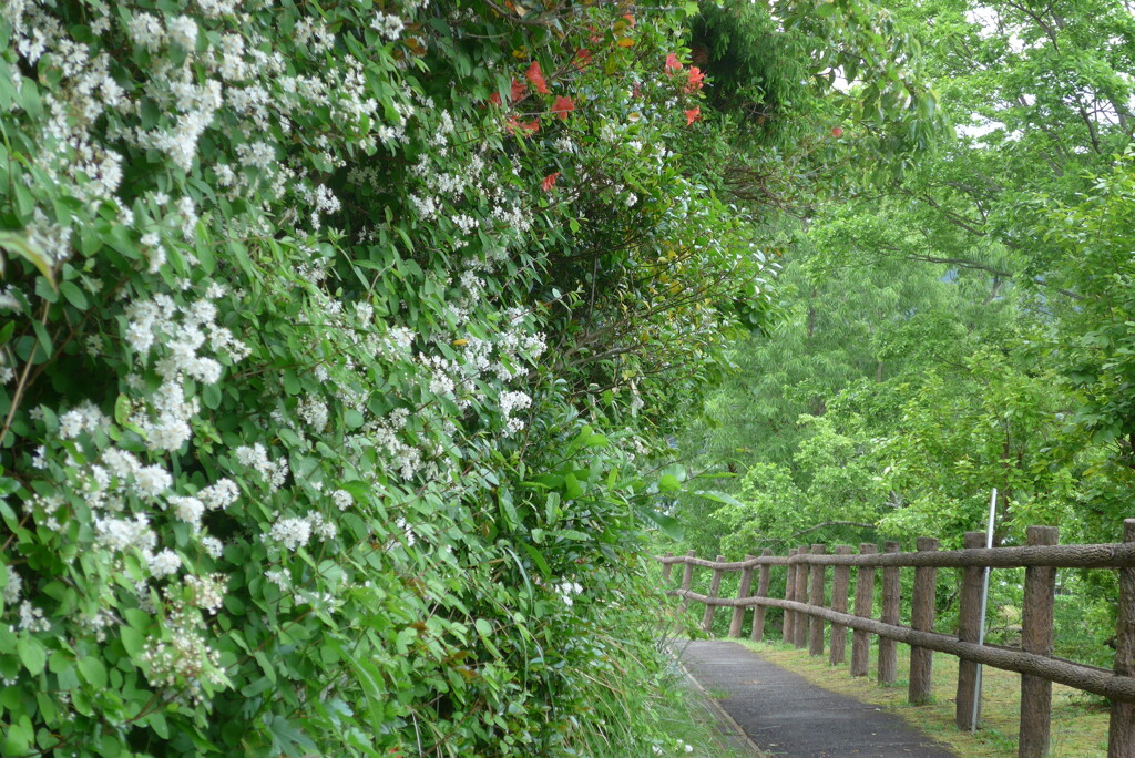 P1220421　ウツギの咲く散歩道