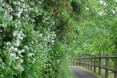 P1220421　ウツギの咲く散歩道