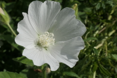 P1057042　横浜イングリッシュガーデンにて