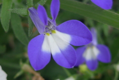 P1330763　小さな花壇にて
