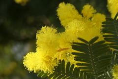 P1023377　エレガンス（花言葉）